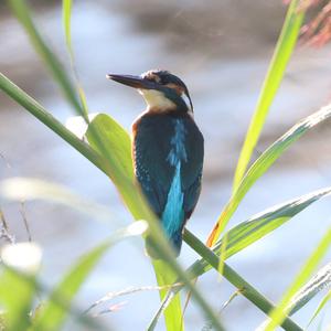 Common Kingfisher