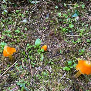 Blackening Wax-cap