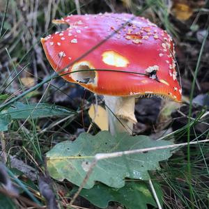 Fly Agaric