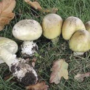 Death Cap