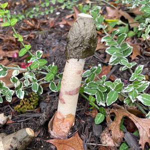 Stinkhorn, Common