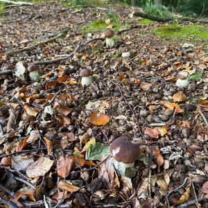 Summer Bolete