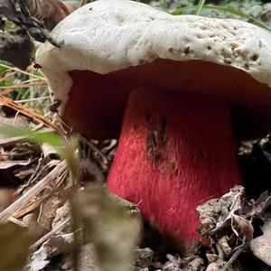 Satan`s Bolete