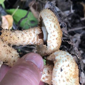 Scaly Pholiota