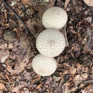 Gem-studded Puffball