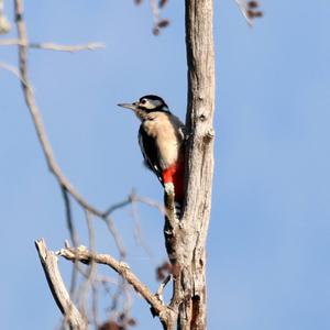 Great Spotted Woodpecker