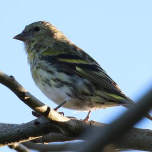 Eurasian Siskin