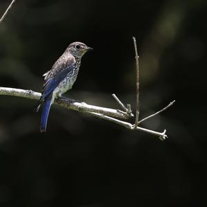 Eastern Bluebird