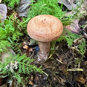 Oak Milk Cap