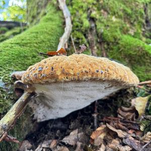 Warted Oak Polypore