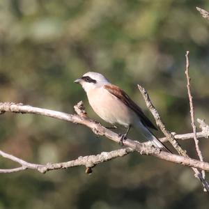 Red-backed Shrike