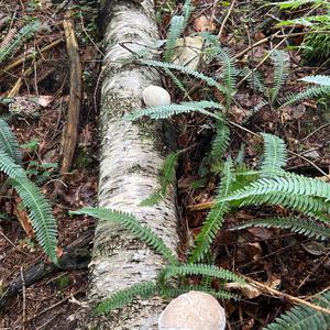 Tinder Polypore