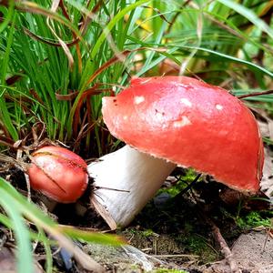 Bare-toothed Russula