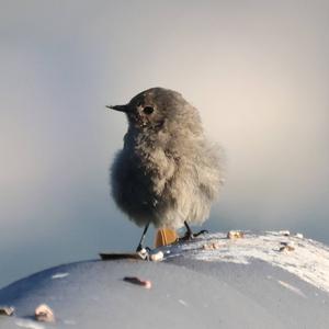 Black Redstart