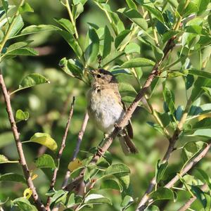 Common Chiffchaff