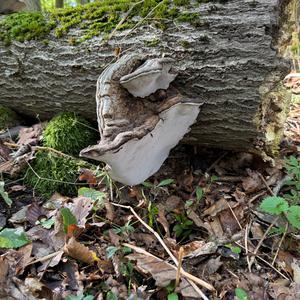 Tinder Polypore