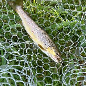 Brown trout