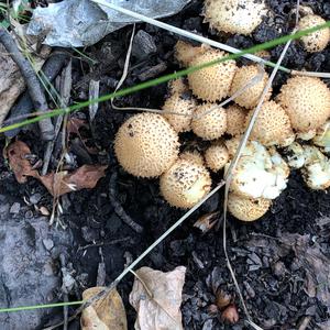 Scaly Pholiota