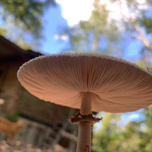 Garden Parasol