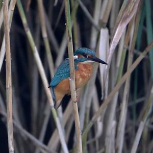 Common Kingfisher