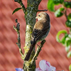 Red-backed Shrike