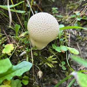 Lycoperdon foetidum