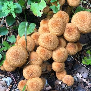 Scaly Pholiota