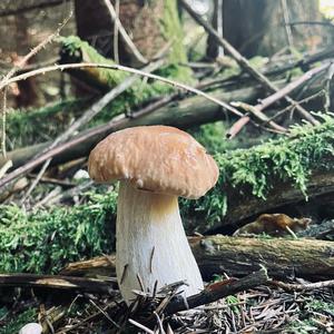 King Bolete