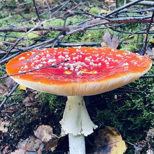 Fly Agaric