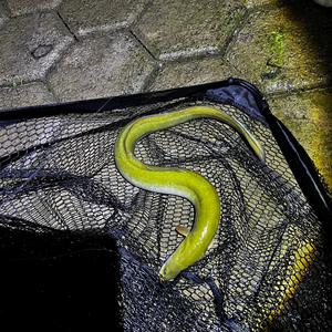 European eel