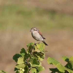 Red-backed Shrike