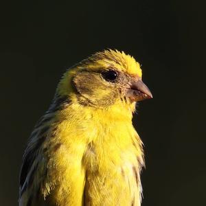 European Serin