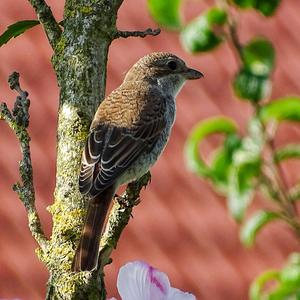 Red-backed Shrike