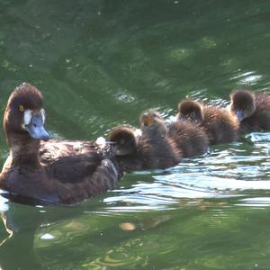 Tufted Duck