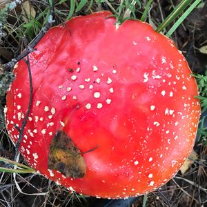 Fly Agaric