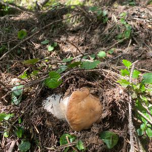 King Bolete