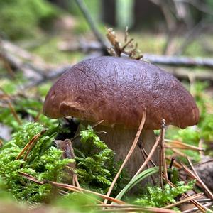 King Bolete