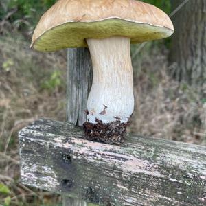 Summer Bolete