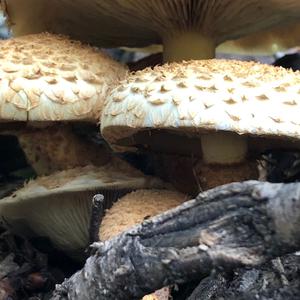 Scaly Pholiota