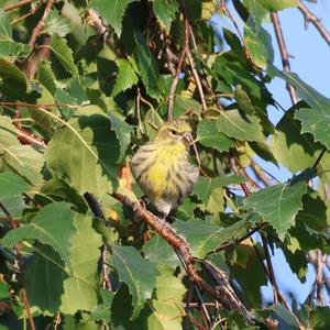 European Serin