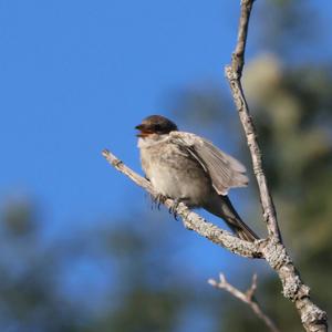 Red-backed Shrike