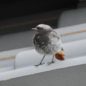 Black Redstart