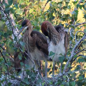 Purple Heron