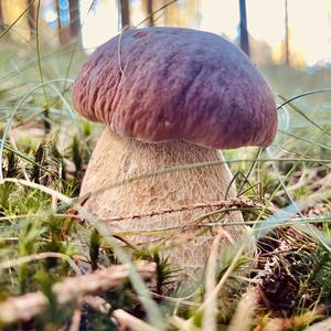 King Bolete