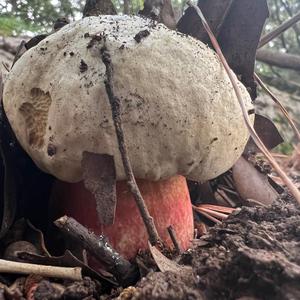 Satan`s Bolete