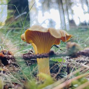 Chanterelle, Common