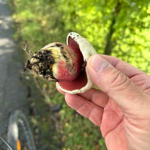 Satan`s Bolete