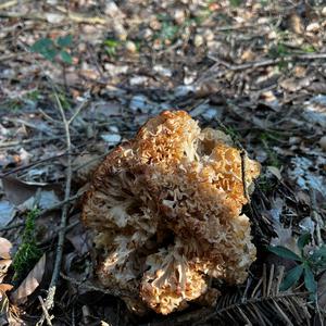 Eastern Cauliflower Mushroom