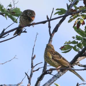 Tree Pipit