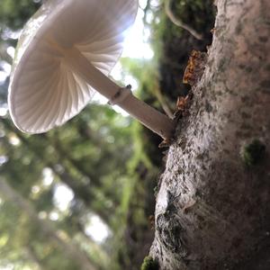 Porcelain Fungus